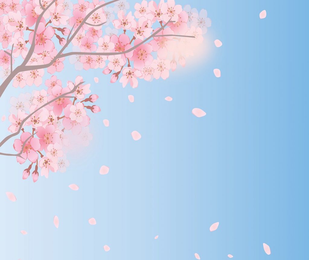 spring background, cherry blossoms, sky