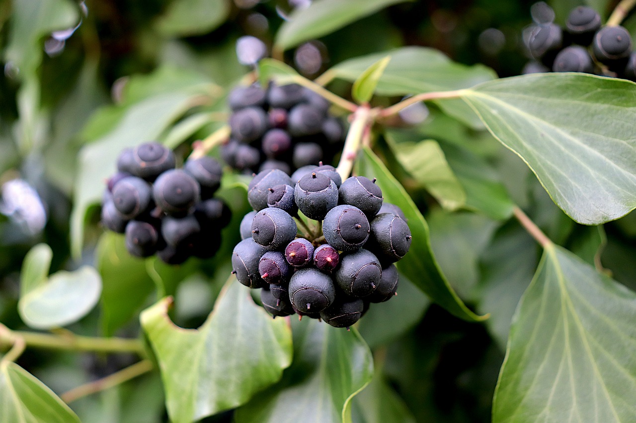 ivy, plants, fruit