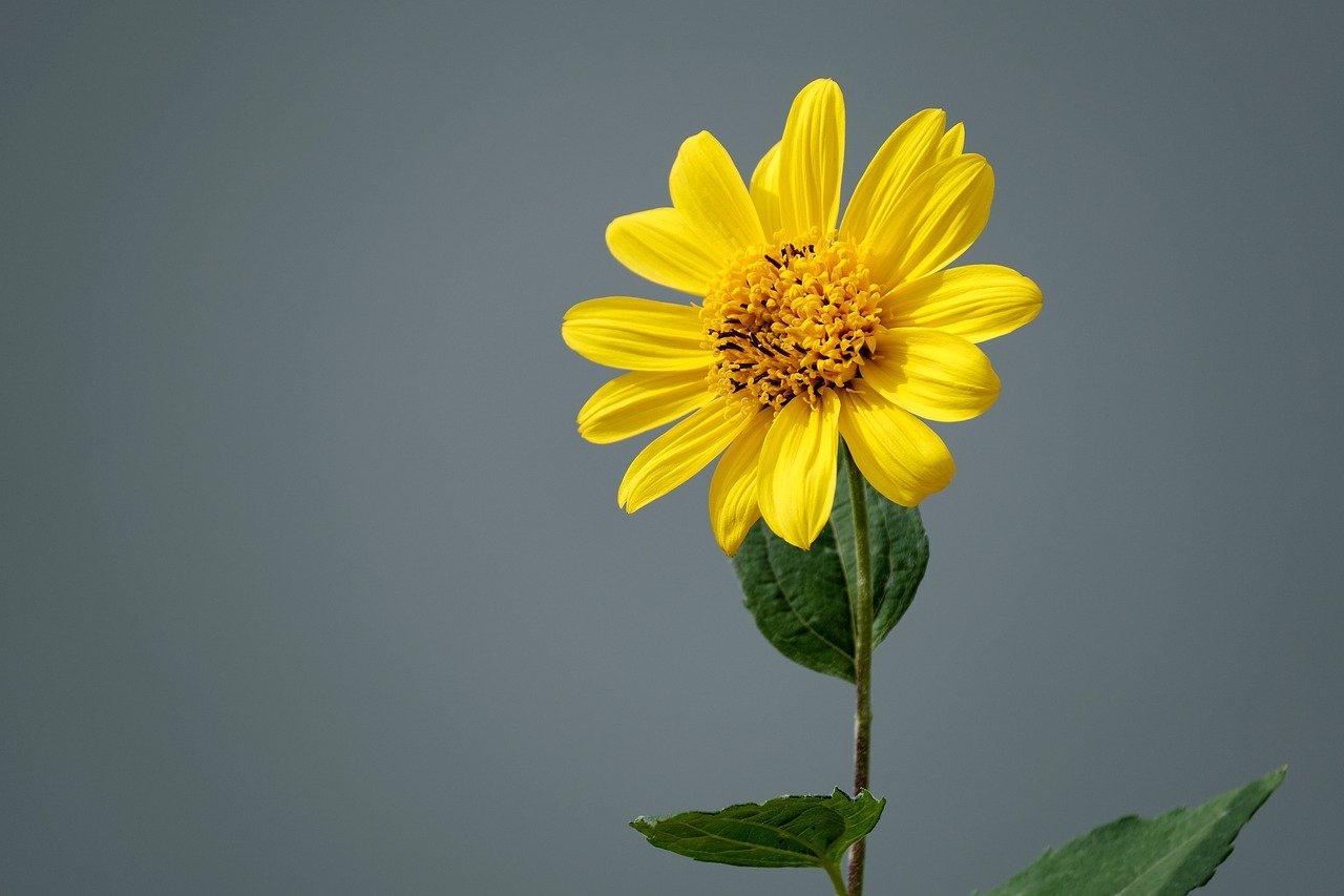 jerusalem artichoke, sunflower, flower